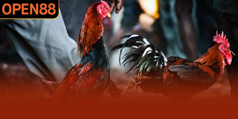 Trải nghiệm nhiều hình thức chọi gà kinh điển